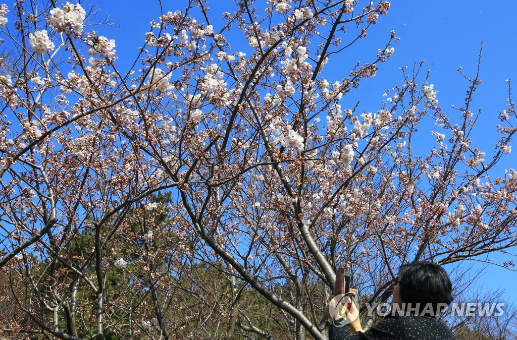 성큼 다가온 벚꽃의 계절