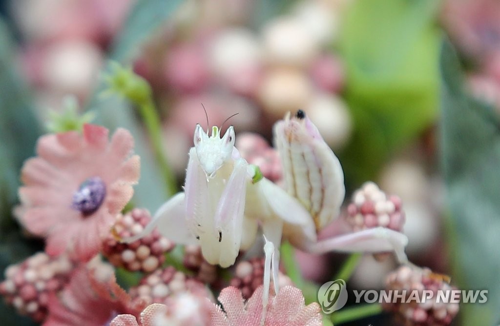 나비 기다리는 코로나투스꽃사마귀