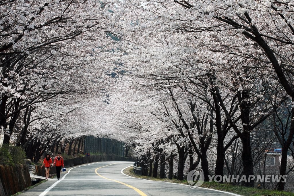 Cherry blossom road Cherry blossom road