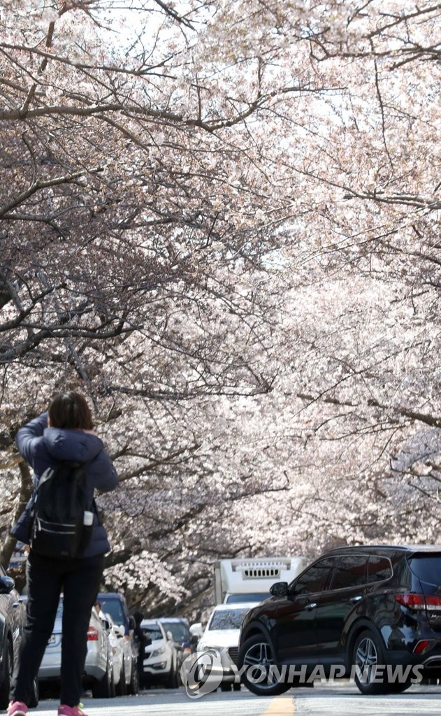 눈부신 부산 벚꽃