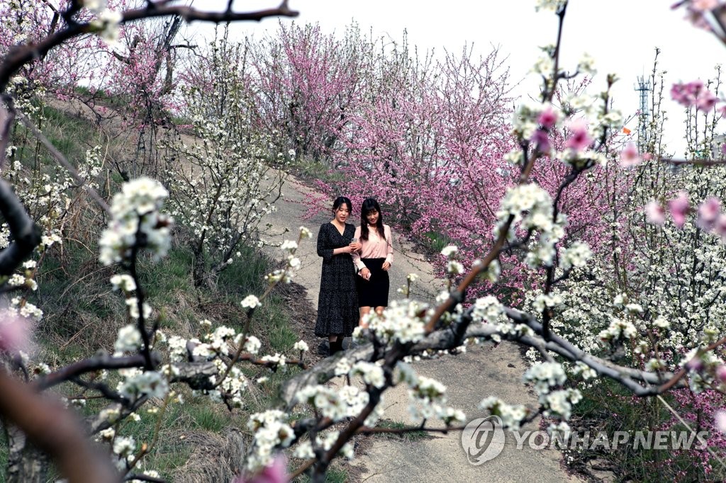 Flower garden Flower garden