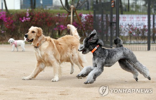 반려동물 놀이터