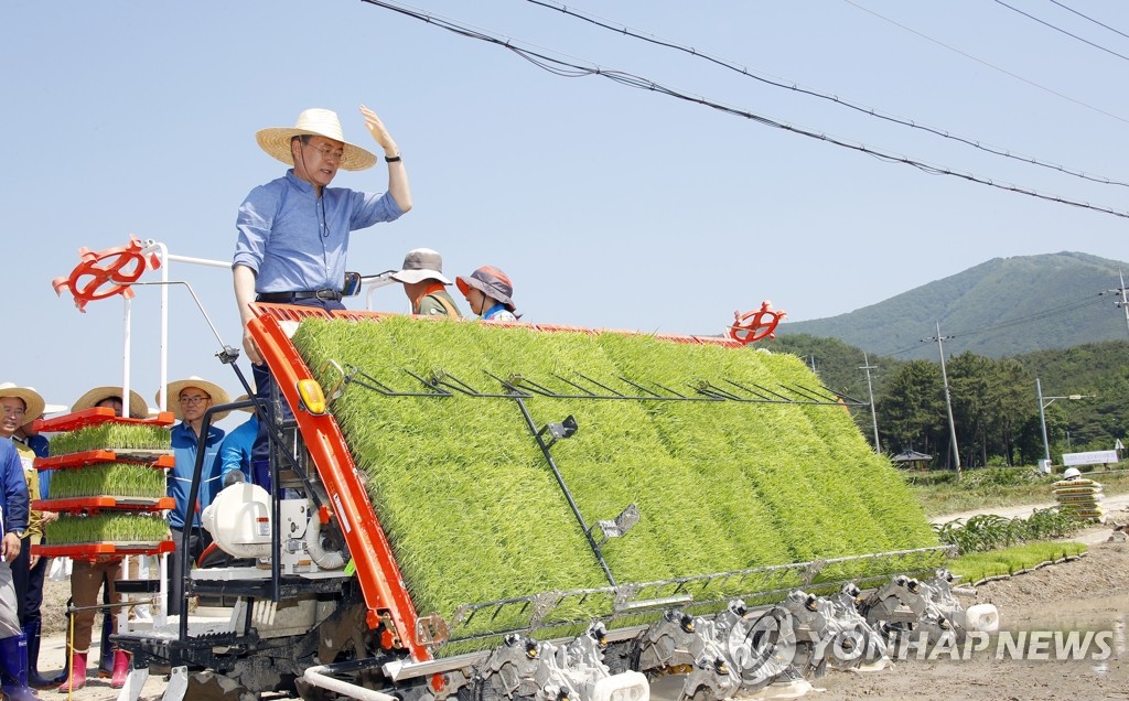 Moon plantando arroz Moon plantando arroz