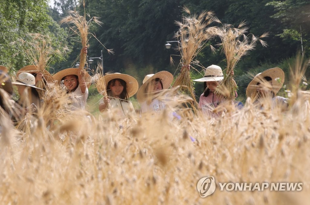 고사리손으로 보리 수확