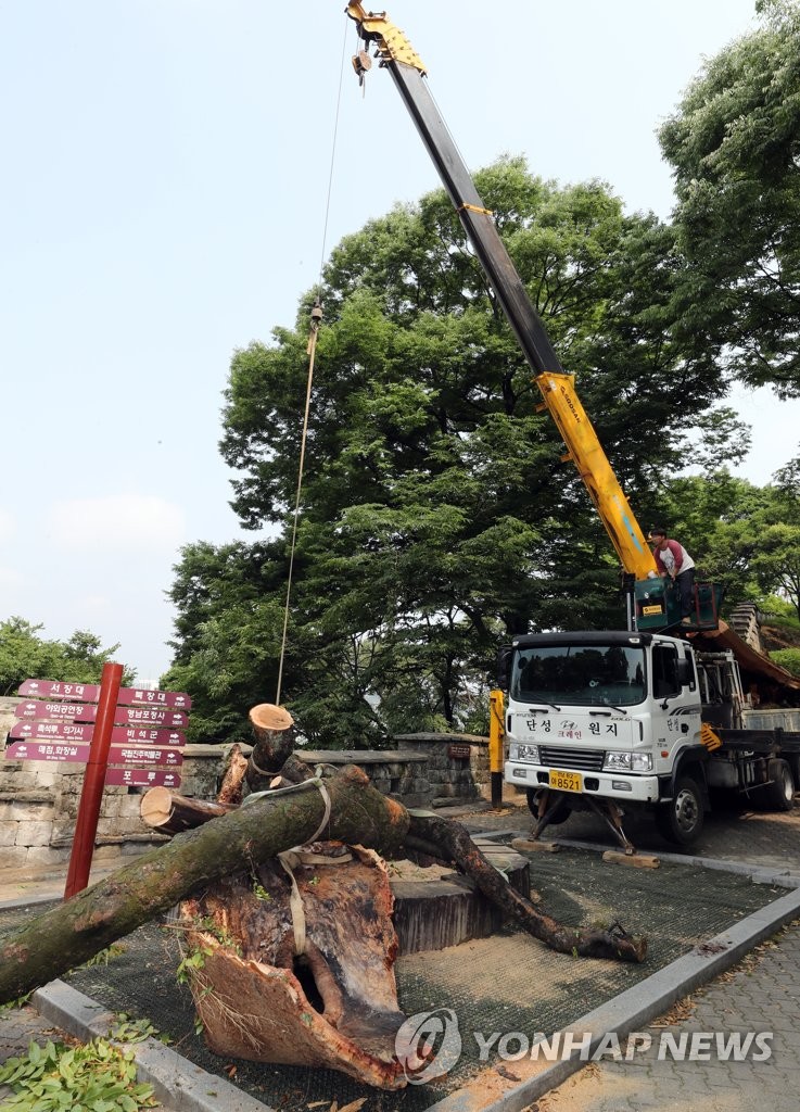 Removal of 600-year-old zelkova tree Removal of 600-year-old zelkova tree