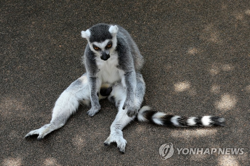 이 폭염엔 "만사가 싫다"