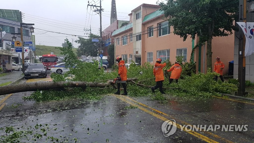 Strong winds fell tree Strong winds fell tree