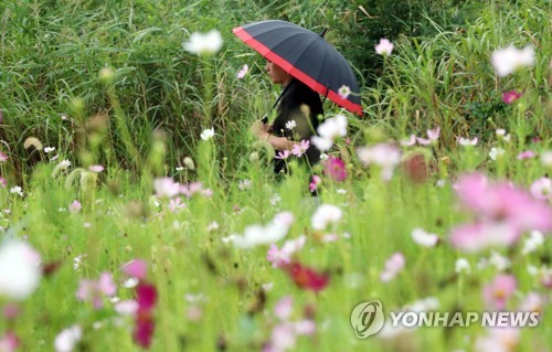 가을 재촉하는 비
