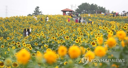 100만 송이 해바라기 물결