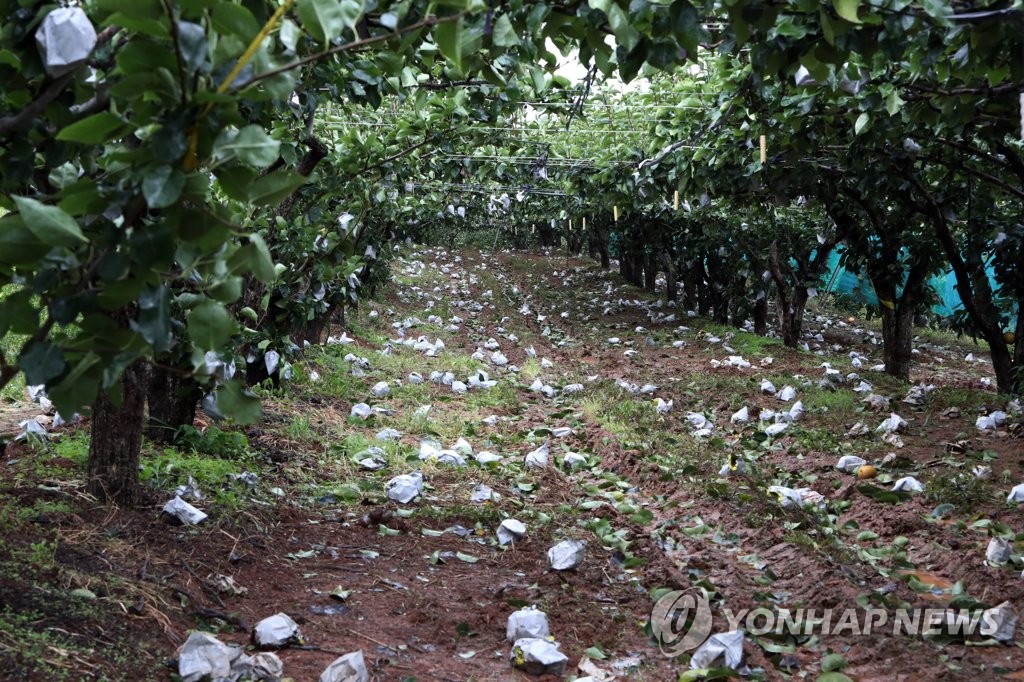 태풍이 할퀴고 간 나주 배 과수원