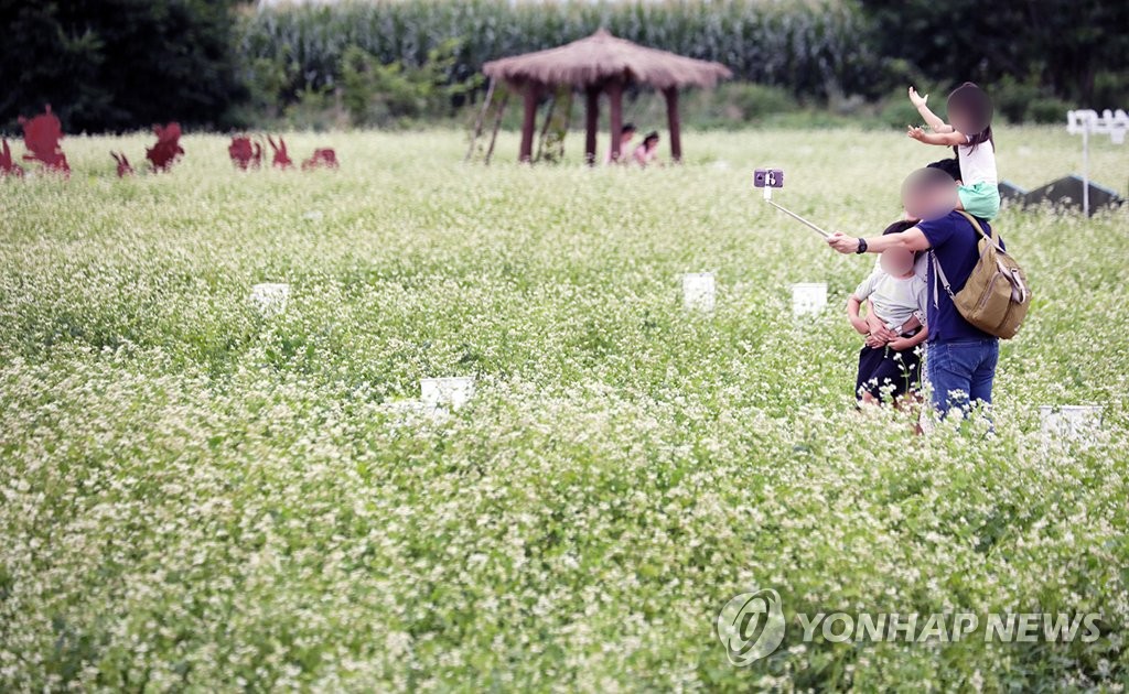 메밀꽃밭 속 오붓한 가족