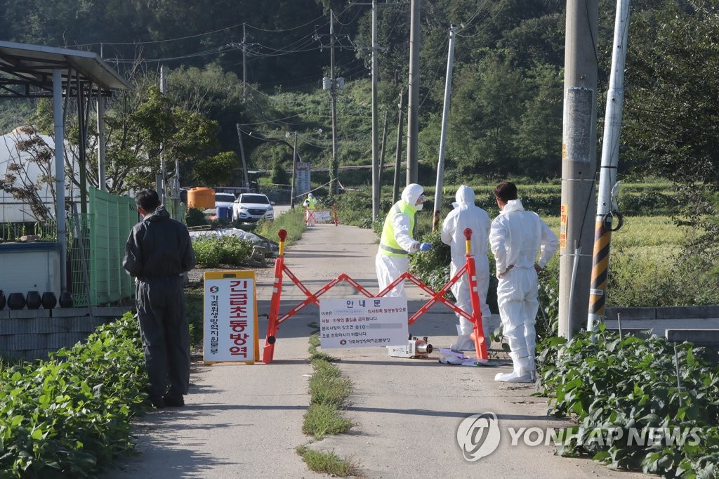 Primer caso de peste porcina africana en Corea del Sur Primer caso de peste porcina africana en Corea del Sur