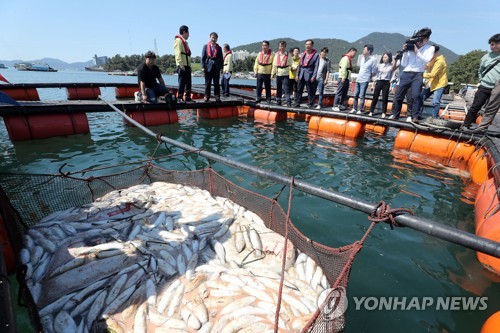 적조 피해 본 양식장