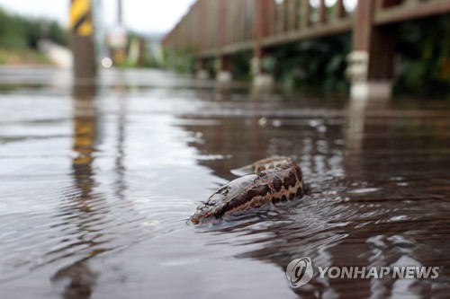 폭우에 길 잃은 가물치