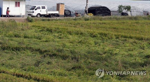 태풍에 쓰러진 수확기 벼