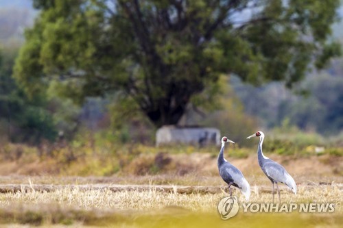 철원 찾은 재두루미 부부