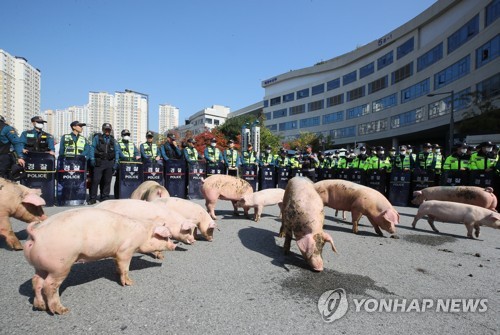 농식품부 앞 갈 곳 잃은 돼지들