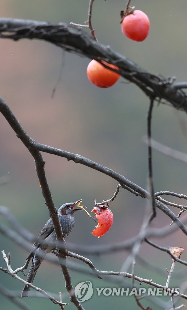 El banquete de un pájaro El banquete de un pájaro