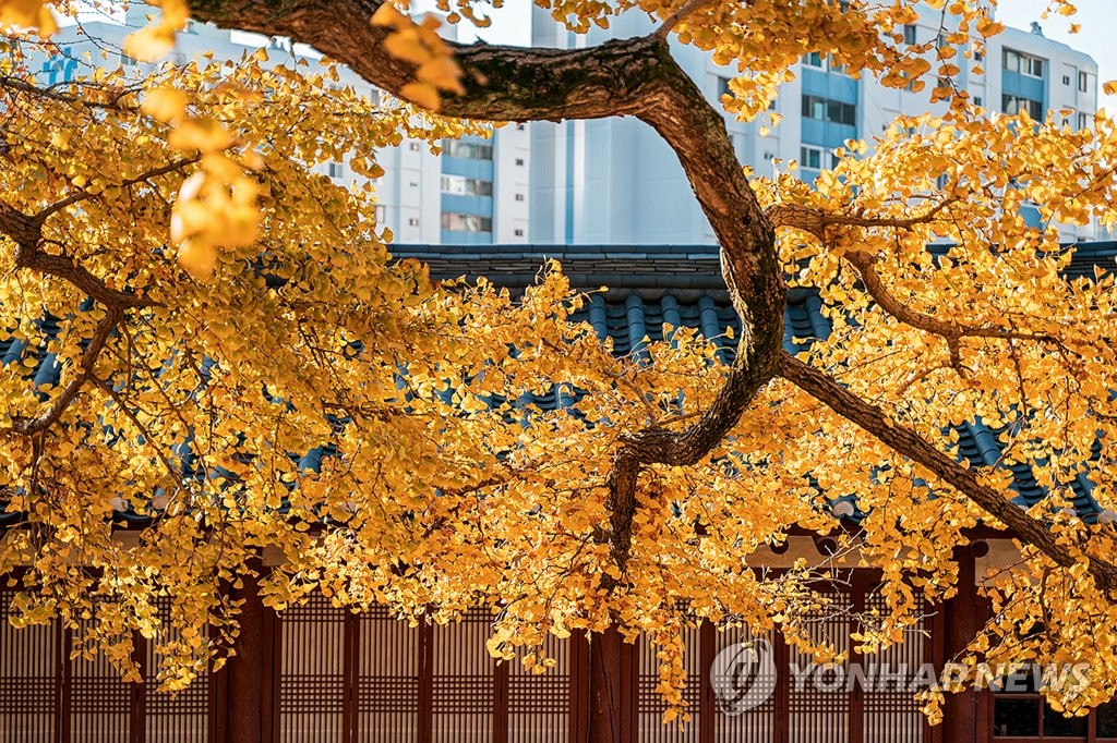 노랗게 물든 서산향교 은행나무