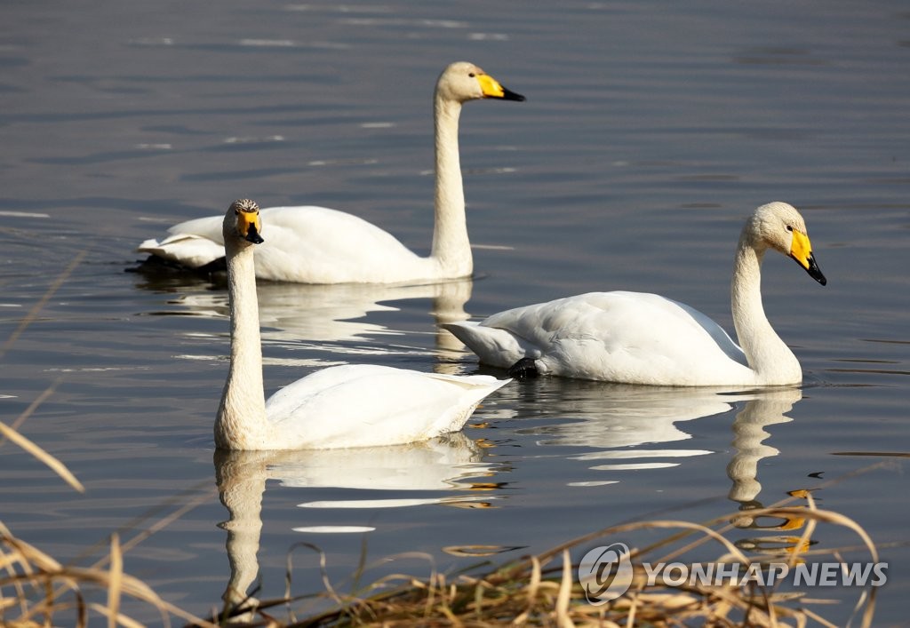 Swans on the river Swans on the river