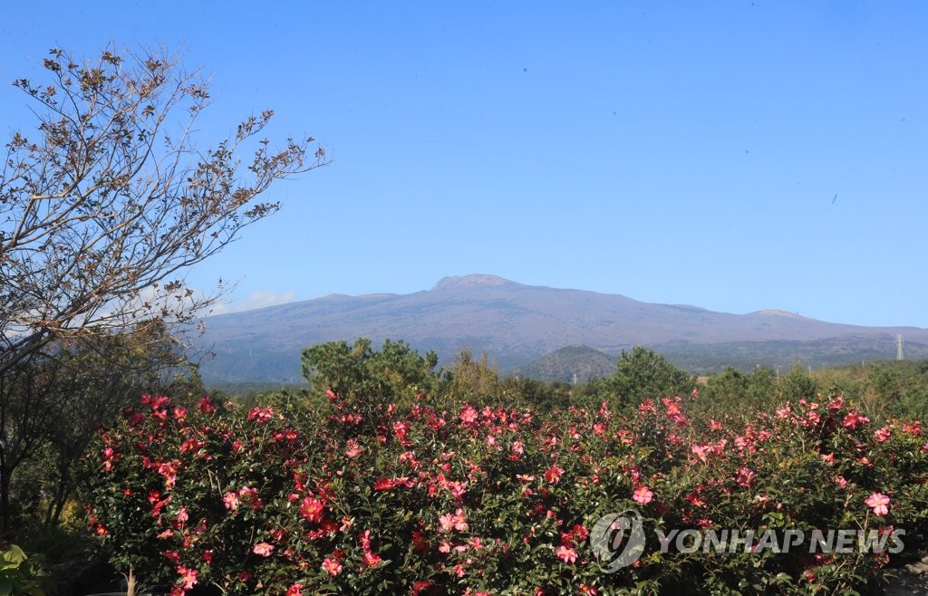 Camellia flowers Camellia flowers