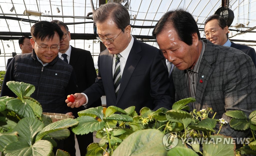 쿨링하우스에서 딸기 따는 문 대통령
