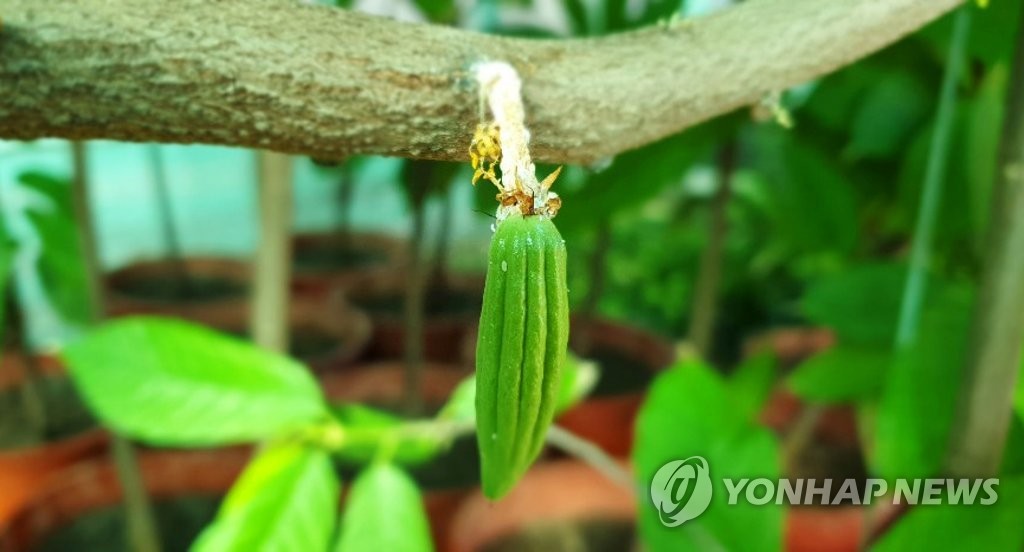 제주 초콜릿박물관에 열린 카카오열매