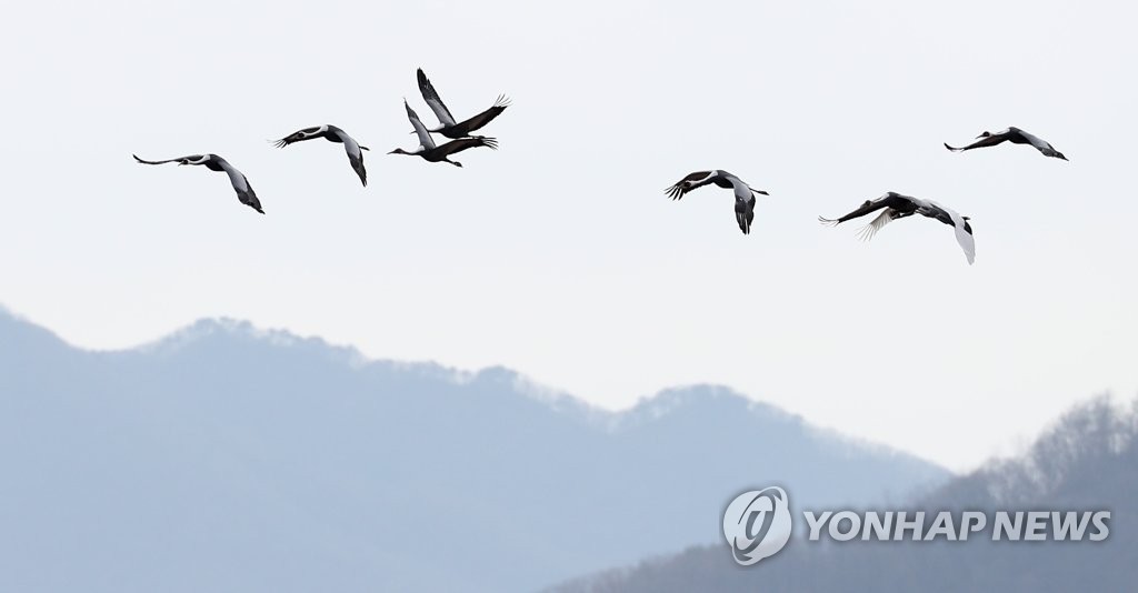 재두루미의 겨울 비행