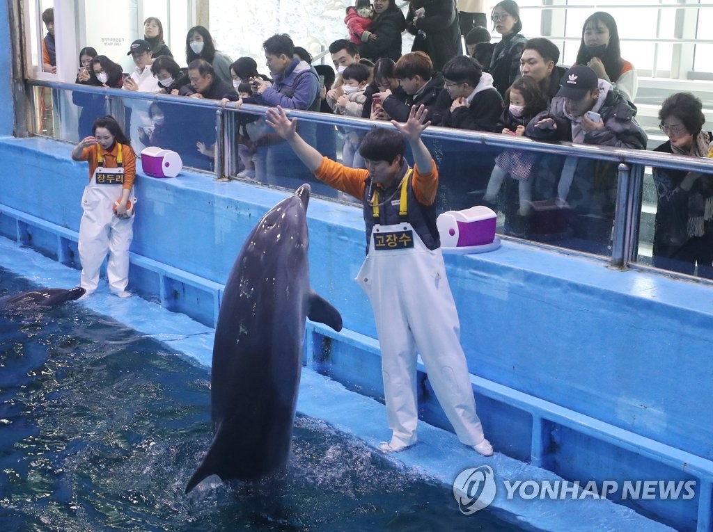 사육사와 호흡 맞추는 돌고래 '고장수'