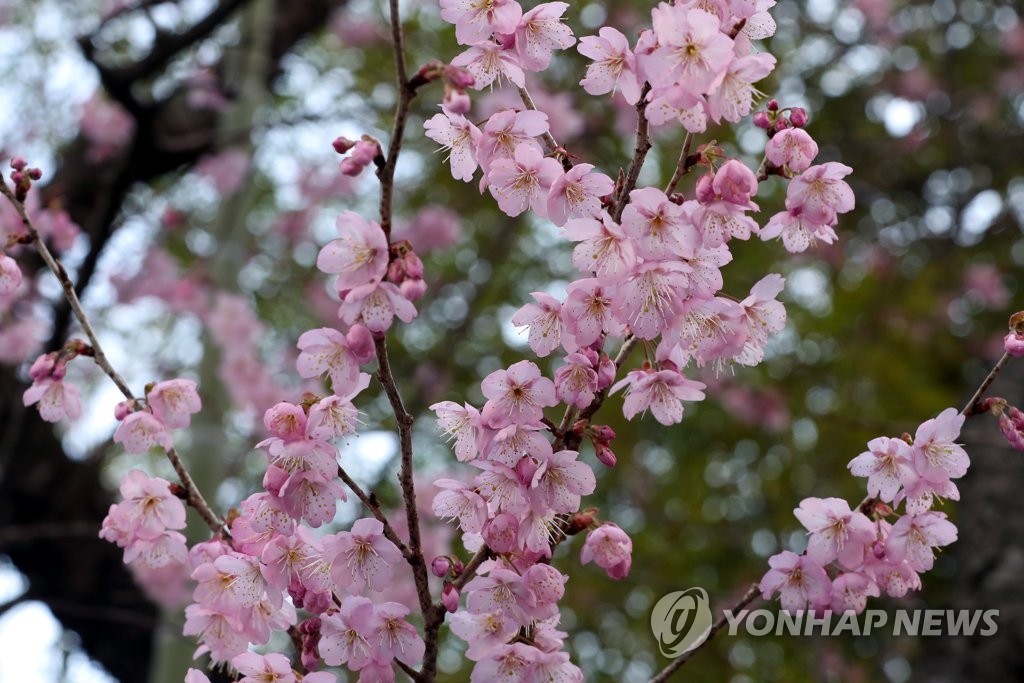 지난 21일 꽃망울 터트린 부산 배화학교 벚꽃