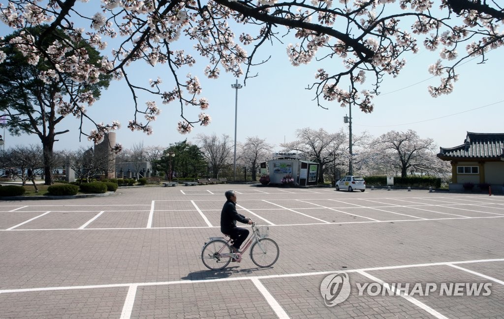 한산한 벚꽃길 주차장