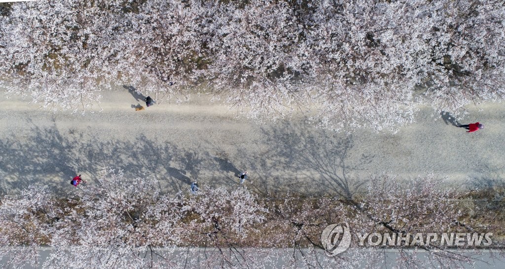 '벚꽃 정취, 잠시 떨어져서 즐기셔도 좋습니다'