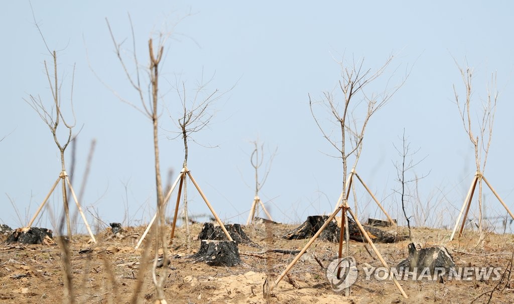 강원산불 1년…자라는 희망