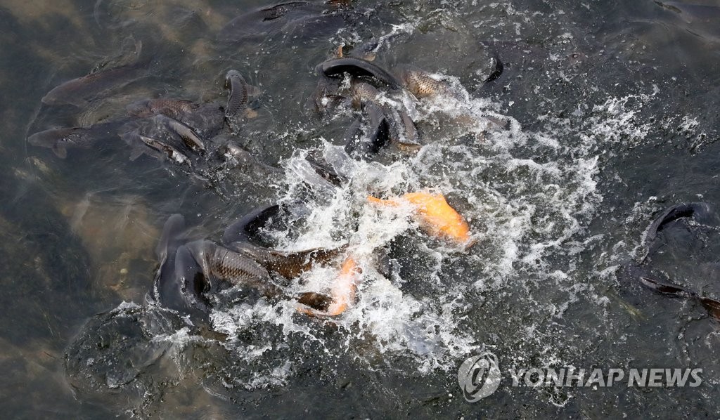 안양천에 산란하는 잉어