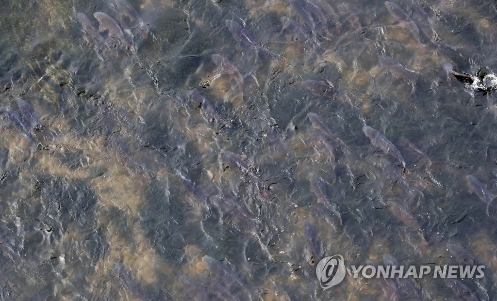물 반 잉어 반...