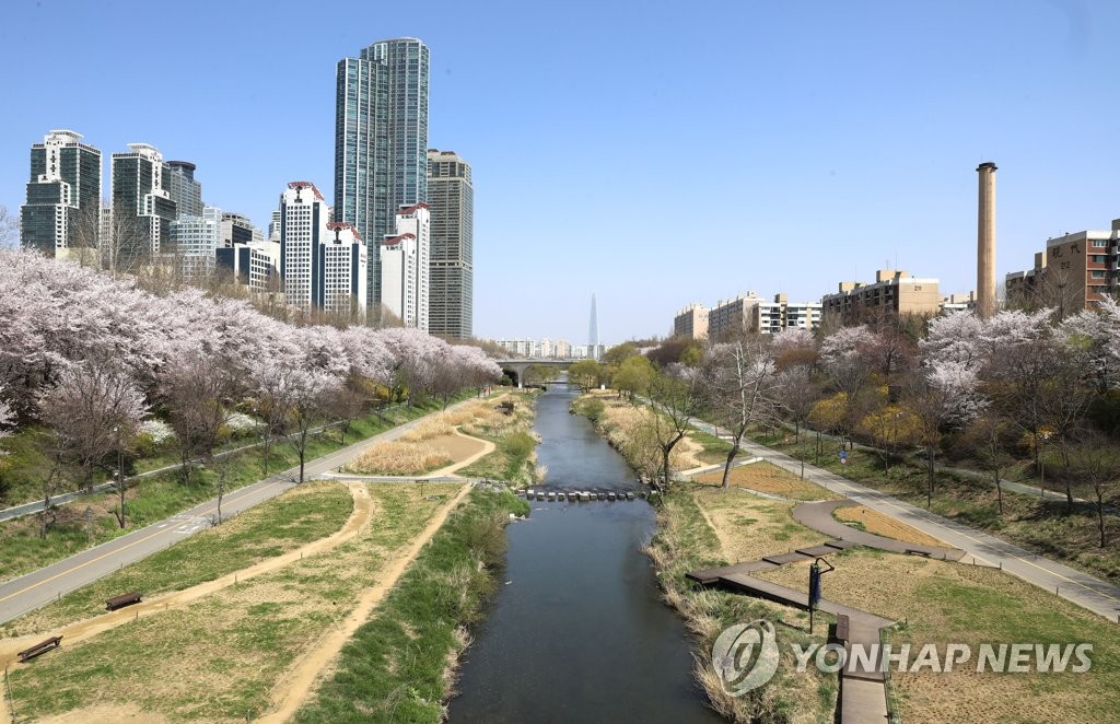 상춘객 출입 통제된 양재천 벚꽃길