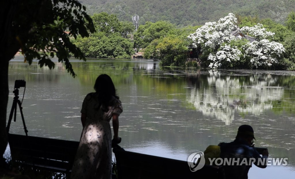 밀양 위양지 이팝나무