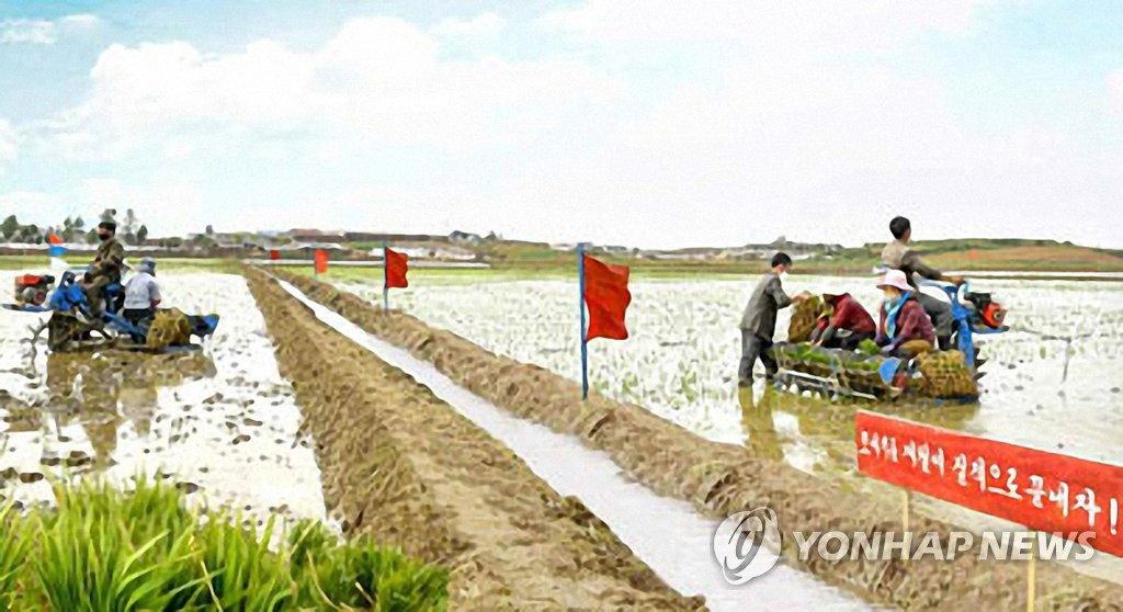 모내기 한창인 북한 송남협동농장