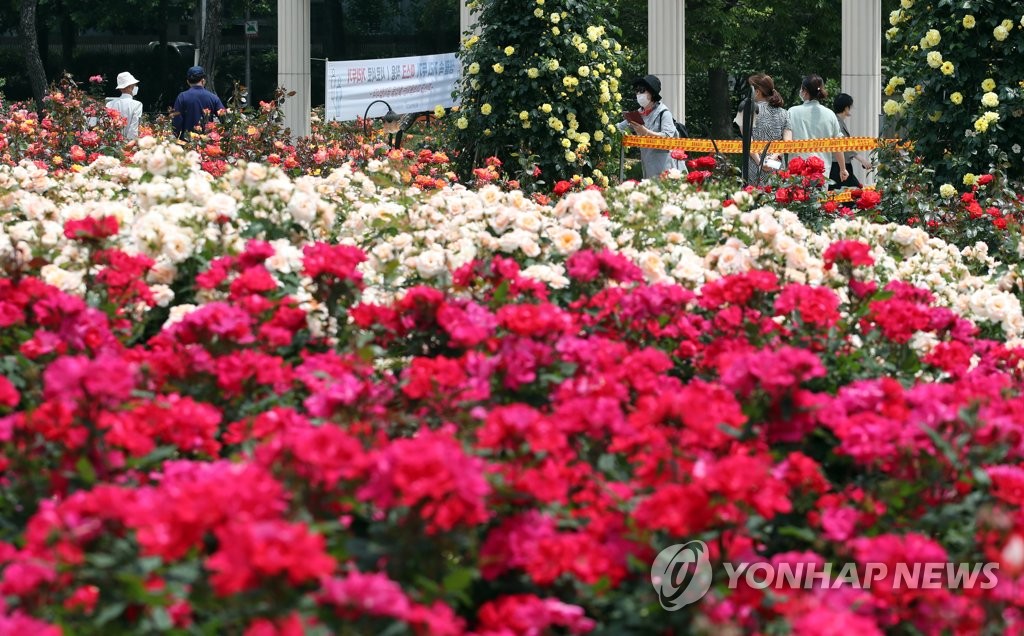 5월엔 장미