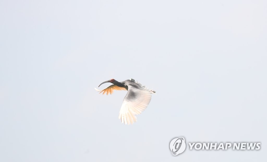 창녕 따오기 날다