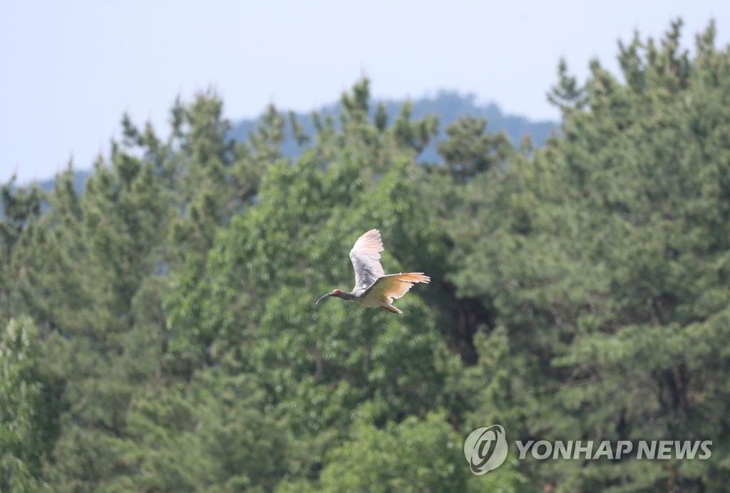 창녕 따오기 '자연으로'