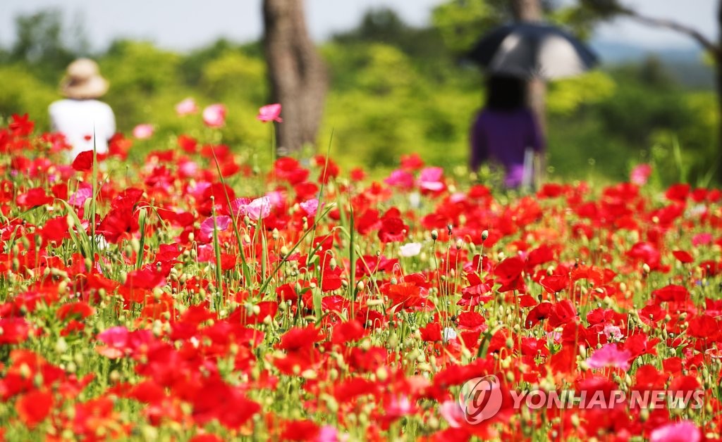붉게 물든 꽃양귀비