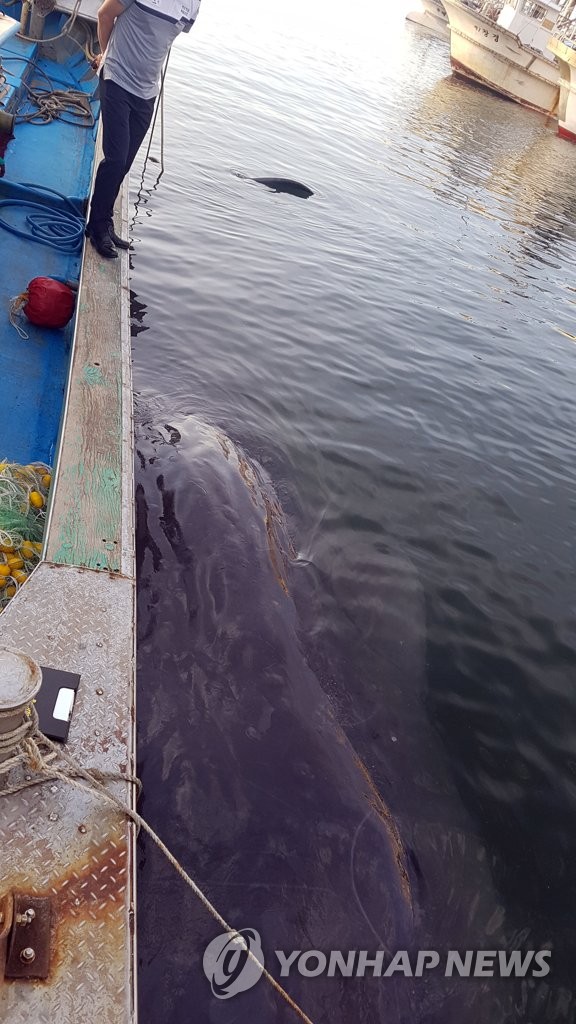 Body of sperm whale Body of sperm whale