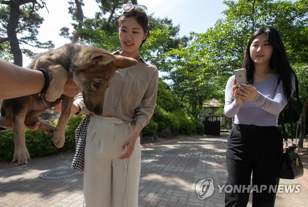 늑대 만져보고 싶어요?