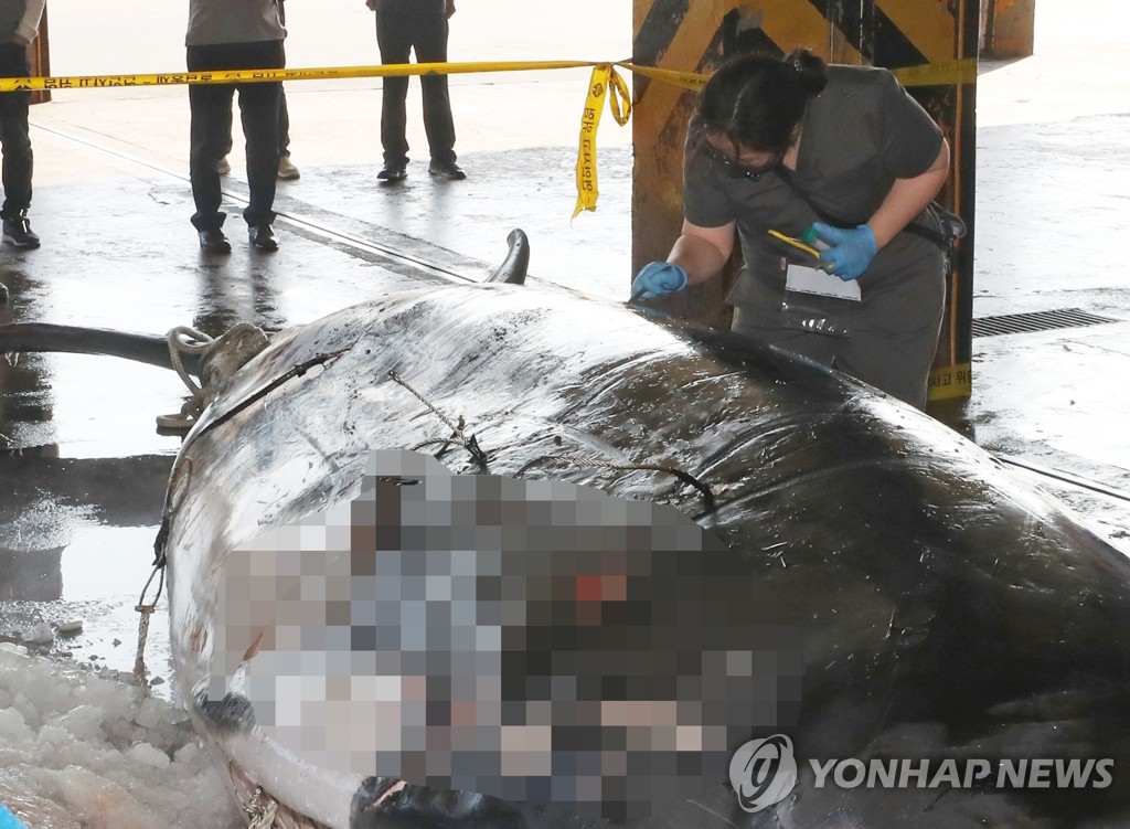 불법 포획된 밍크고래 사체 조사