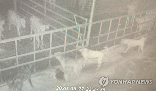 송아지 위협하는 들개
