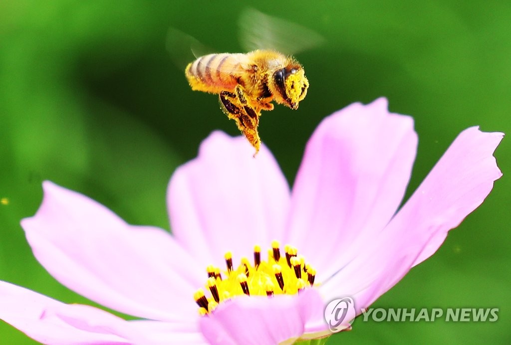 꽃가루 가득 묻힌 꿀벌