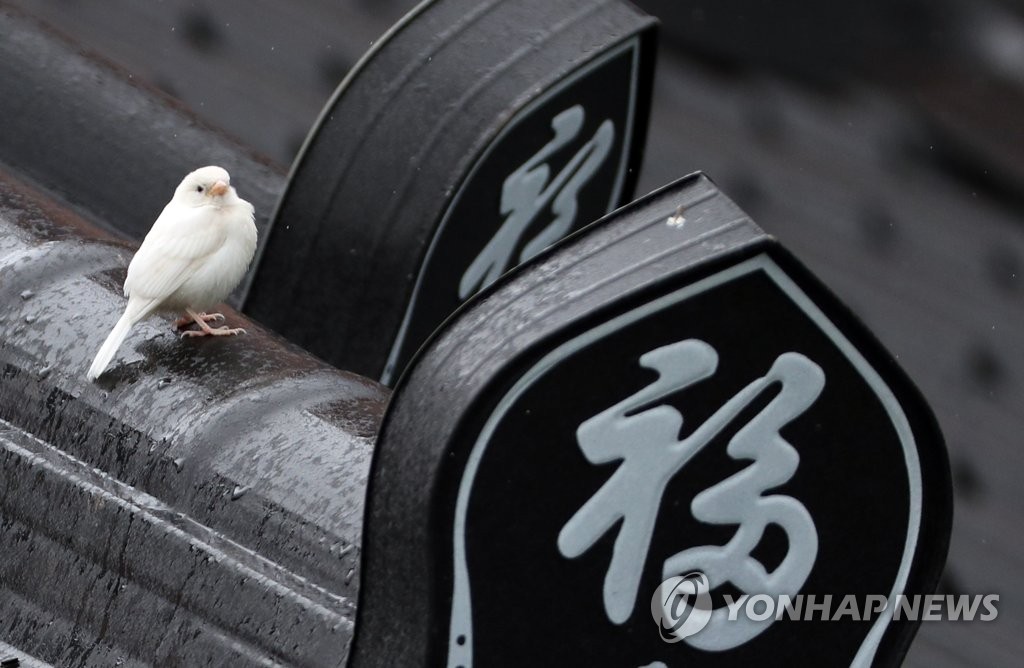 '복 주러 왔어요' 복 앞에 앉은 흰 참새