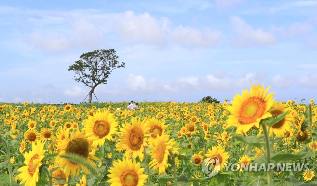 Tournesol Tournesol