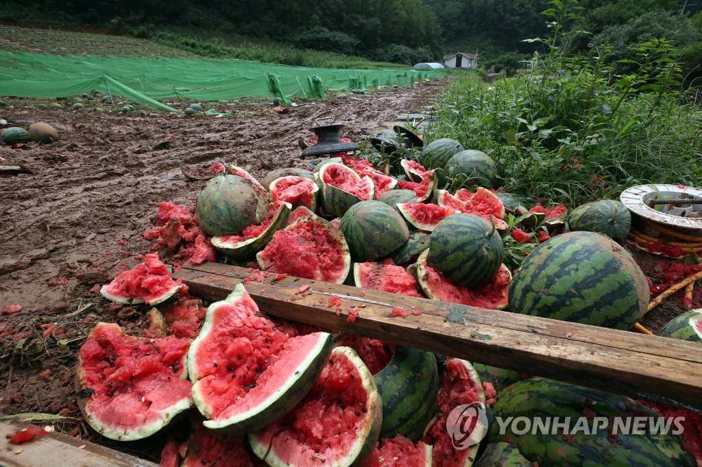 단양 수박 폭우 피해